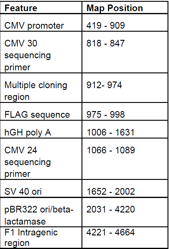 pFLAG-CMV-5a 载体特征